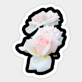 Rose in the dew on black / Swiss Artwork Photography Sticker